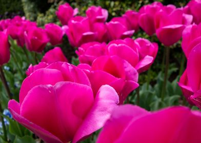 garden bed of pink tulips 