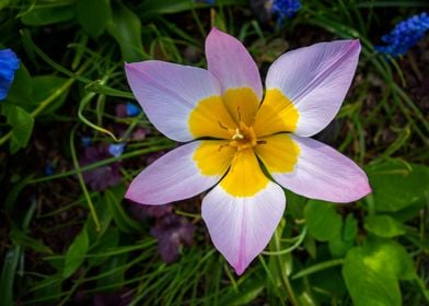 purple flowers crocus