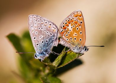 Butterfly argus bleu 