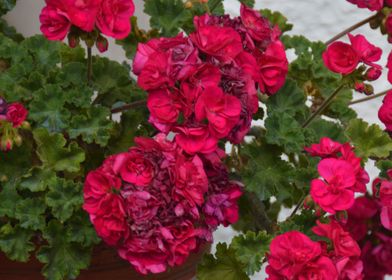 Pink Flowers Garden Rose