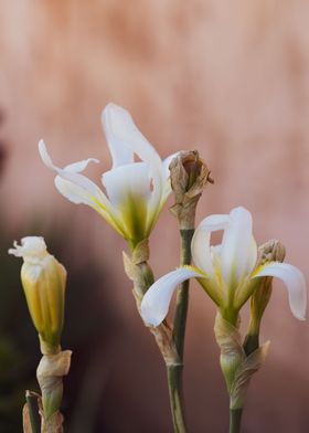 Flower iris 3