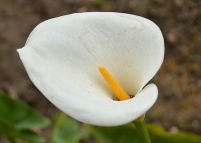 Flower White Garden