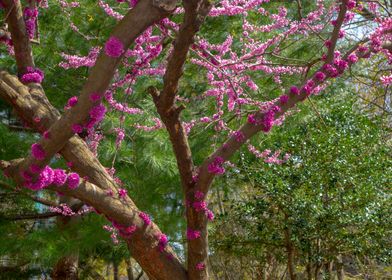 tree with pink blooms