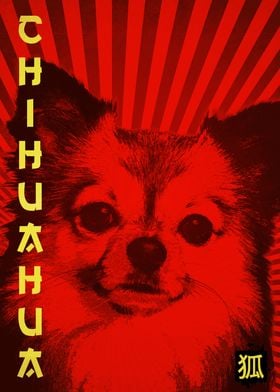 chihuahua dog