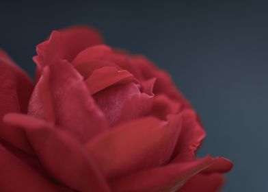 Rose 4