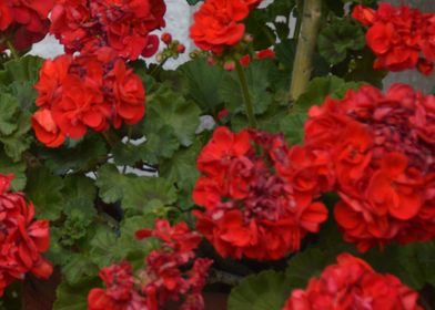 Red Flowers Garden Rouge