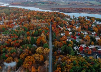 Autumn leaves on the stree