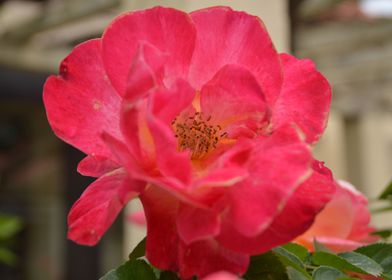 Pink Flower Garden Rose