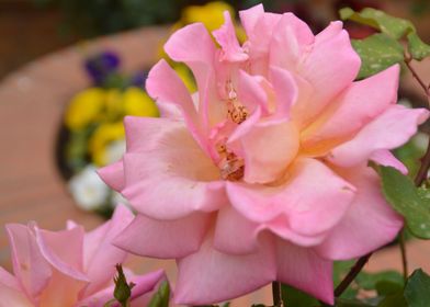 Pink Flowers Garden Rose