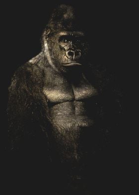 Gorilla