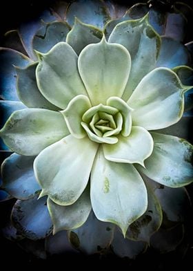 Succulent Starburst