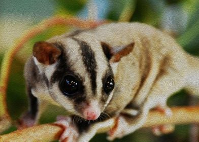 sugar glider