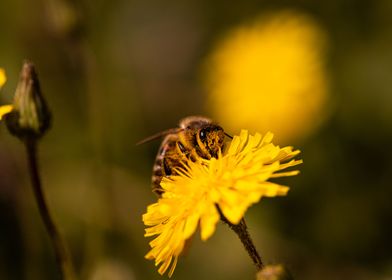 Bee on dandelion 2