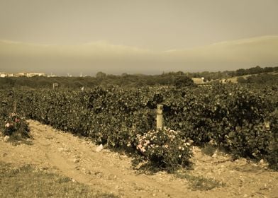 View On The Vine