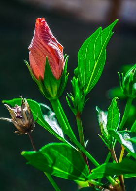 red hibiscus