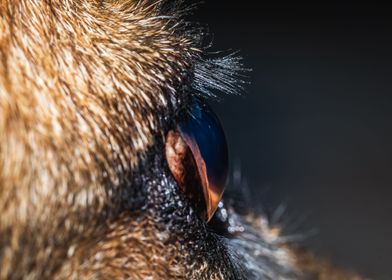 German shepherd dogs eye