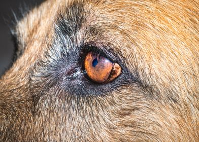 German shepherd dogs eye