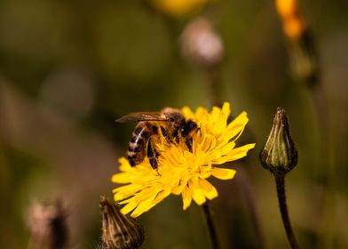 Bee on dandelion 