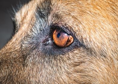 German shepherd dogs eye