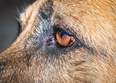 German shepherd dogs eye