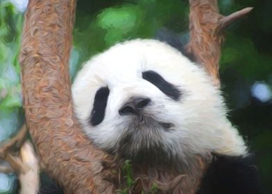 Panda Closeup