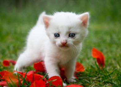 Poppy Kitten