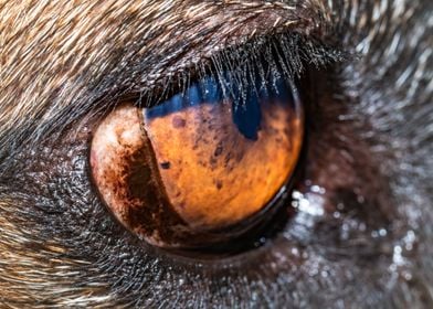 German shepherd dogs eye