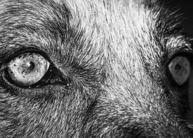 German shepherd dogs eye