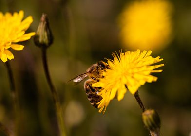 Bee on dandelion 5