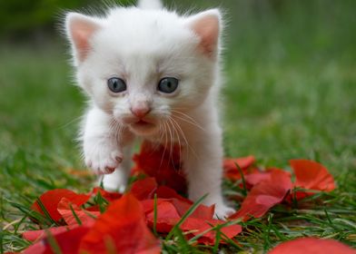 Poppy kitten