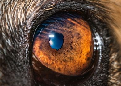 German shepherd dogs eye