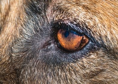 German shepherd dogs eye