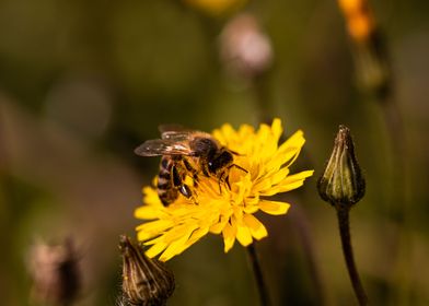  Bee on dandelion 