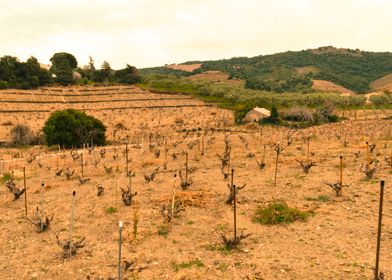 Vine Orange horizon