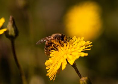 Bee on dandelion 4