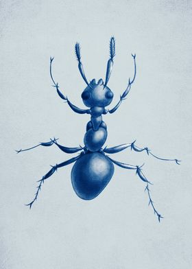 Blue Ant Drawing