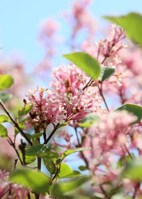Syringa vulgaris oleaceae