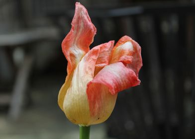 faded tulip