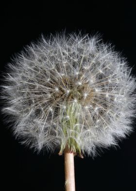 Blowball wild flower