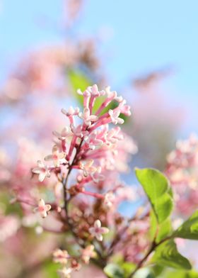 Syringa vulgaris oleaceae