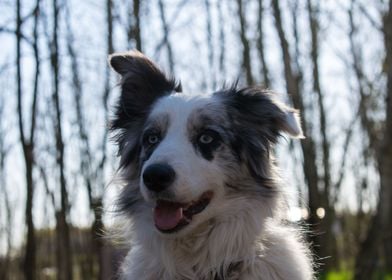 Gazing Border Collie