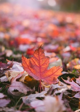 Red Leaf