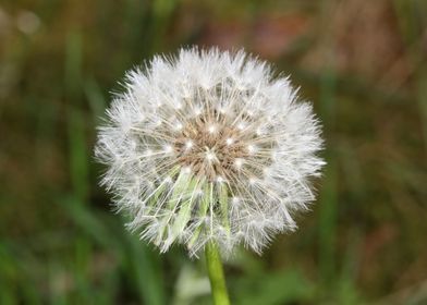 Blowball wild flower