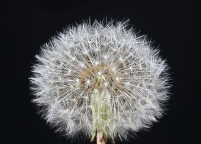 Blowball wild flower