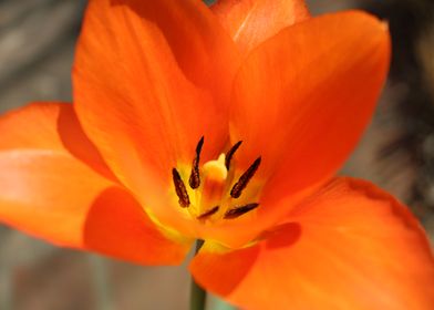 Orange Tulip