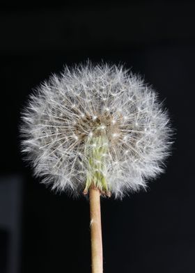 Taraxacum blowball flower 