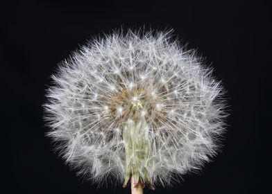 Blowball wild flower