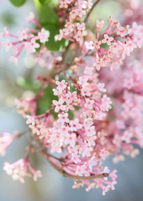 Syringa vulgaris oleaceae