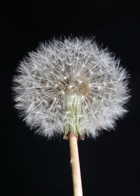Taraxacum blowball flower 
