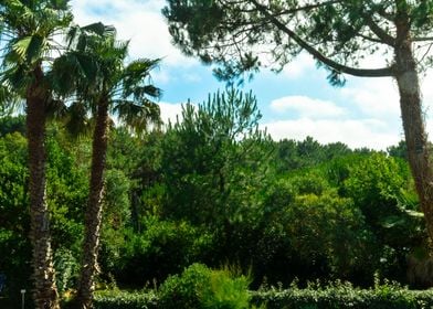 Green Trees in Forest